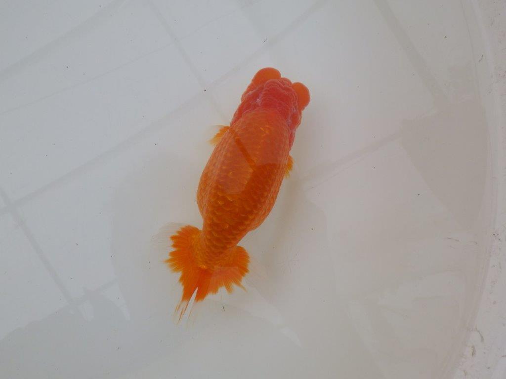 【浜松　松田　力三　氏】素晴らしい雰囲気で仕上がりそうならんちゅう　　約15㎝ オス？