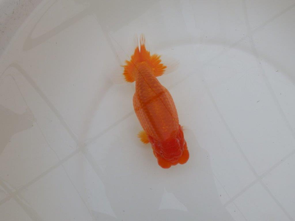 【浜松　松田　力三　氏】素晴らしい雰囲気で仕上がりそうならんちゅう　　約15㎝ オス？