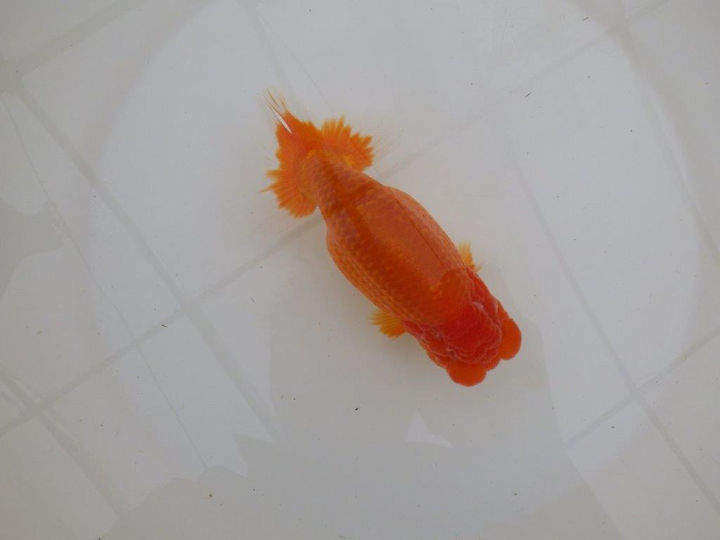 【浜松　松田　力三　氏】素晴らしい雰囲気で仕上がりそうならんちゅう　　約15㎝ オス？