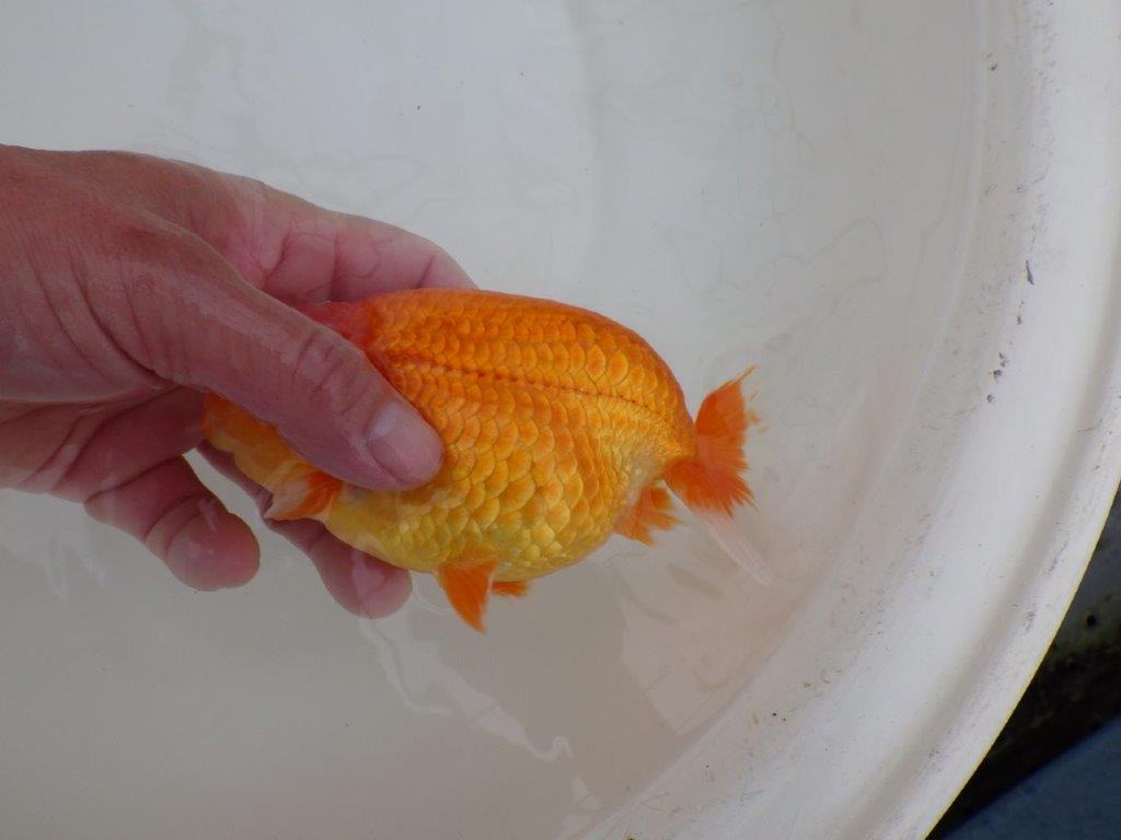 【浜松　松田　力三　氏】素晴らしい雰囲気で仕上がりそうならんちゅう　　約15㎝ オス？