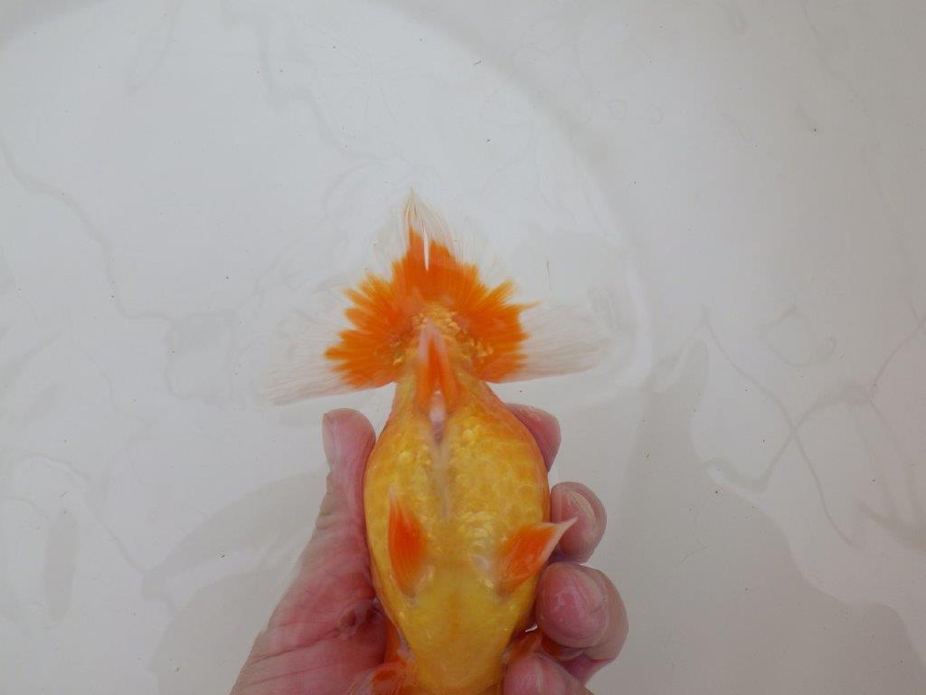 【浜松　松田　力三　氏】素晴らしい雰囲気で仕上がりそうならんちゅう　　約15㎝ オス？