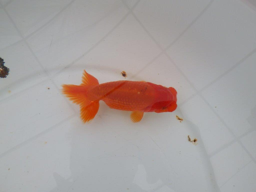 【愛知　清田　良也　氏】発色の良い紅色のらんちゅう　　約12㎝ オス？