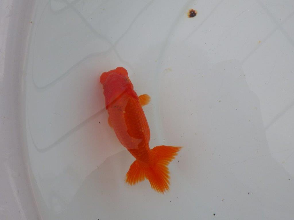 【愛知　清田　良也　氏】発色の良い紅色のらんちゅう　　約12㎝ オス？