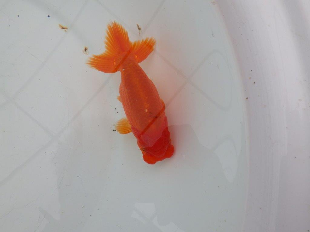 【愛知　清田　良也　氏】発色の良い紅色のらんちゅう　　約12㎝ オス？