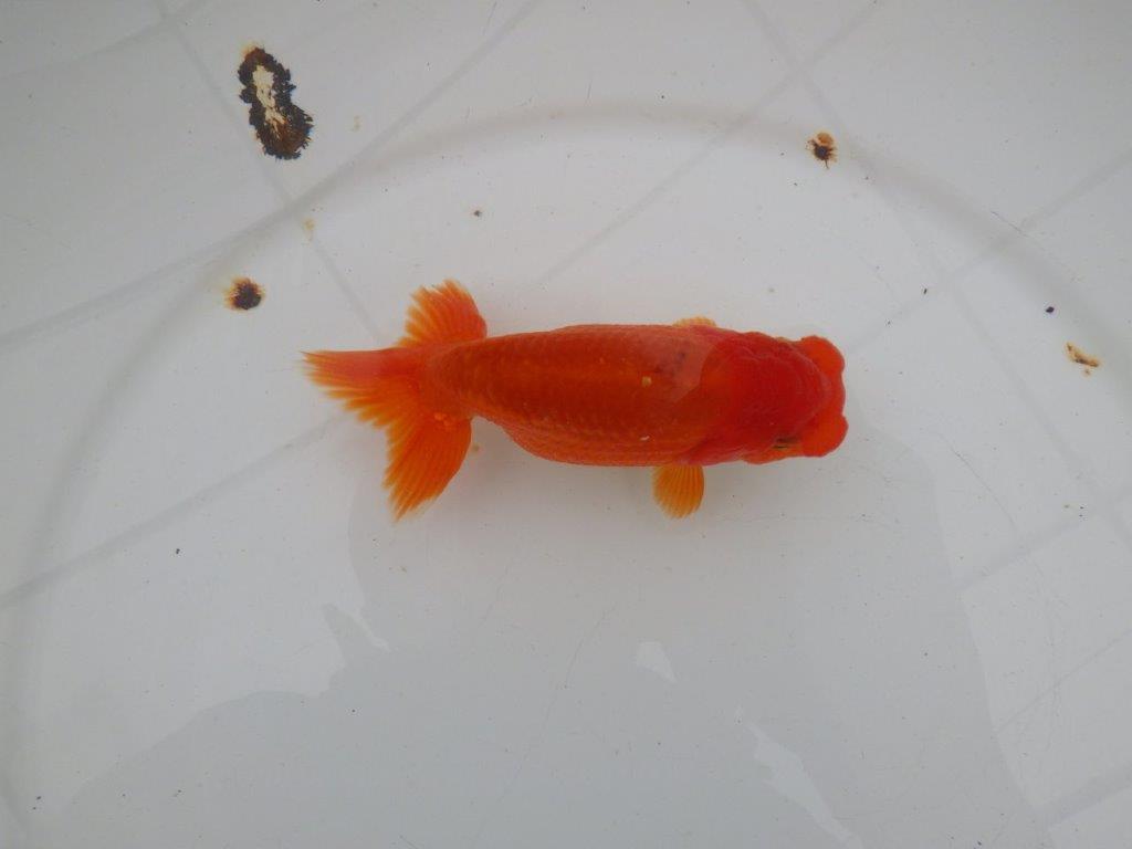 【愛知　清田　良也　氏】発色の良い紅色のらんちゅう　　約12㎝ オス？