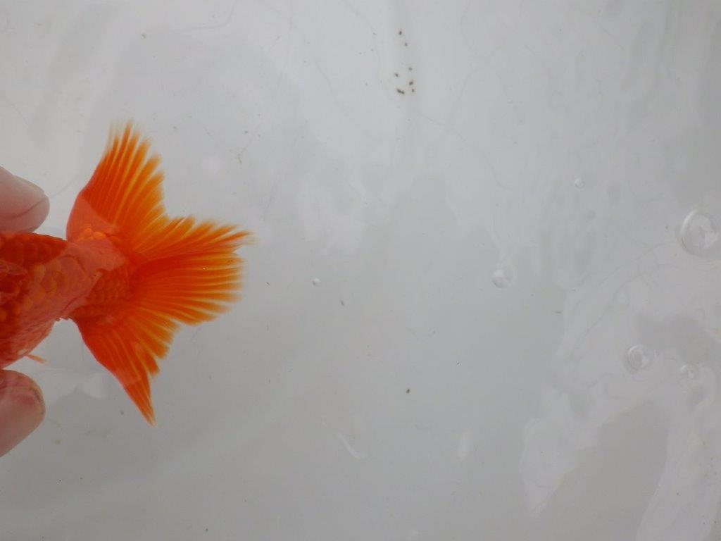 【愛知　清田　良也　氏】発色の良い紅色のらんちゅう　　約12㎝ オス？