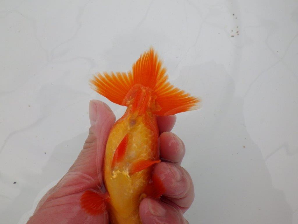 【愛知　清田　良也　氏】発色の良い紅色のらんちゅう　　約12㎝ オス？