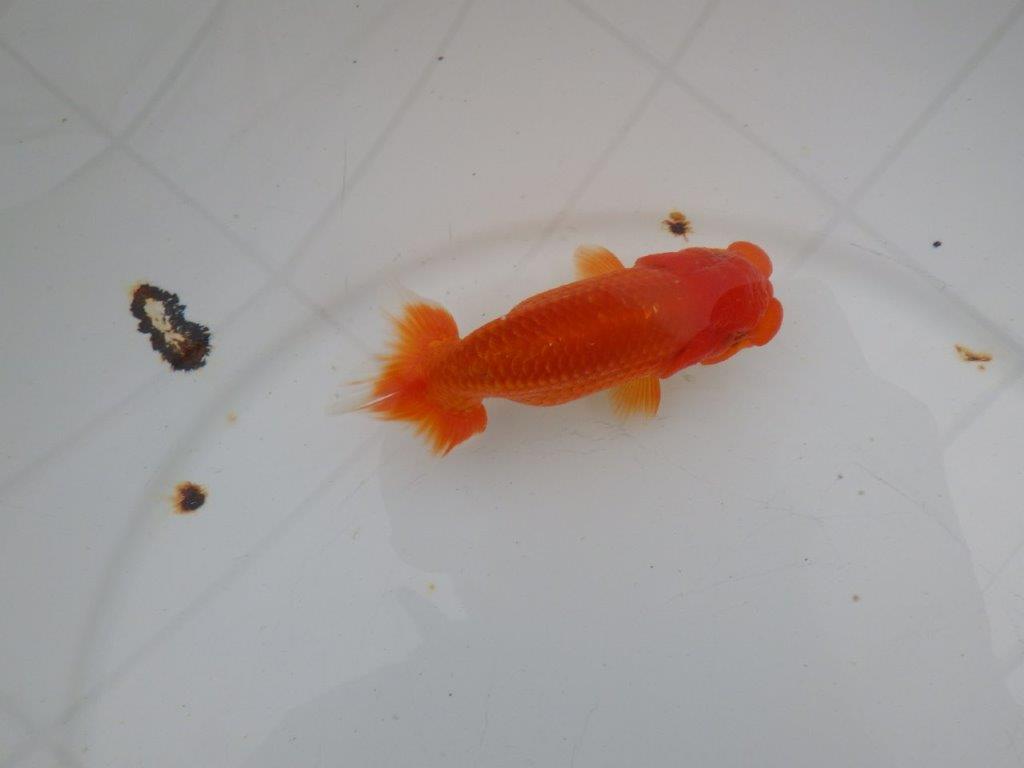 【愛知　清田　良也　氏】フンタン＆尾型が良いらんちゅう　　約11㎝ オス？の上身