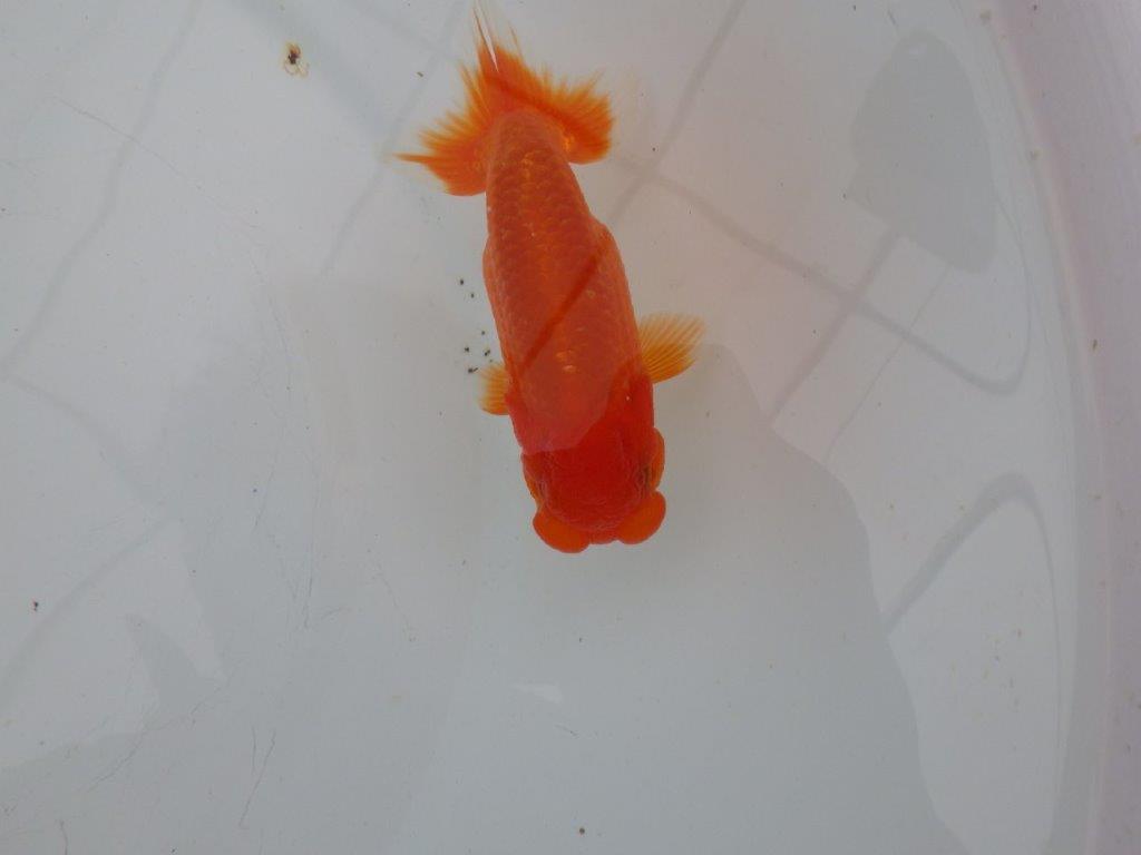 【愛知　清田　良也　氏】フンタン＆尾型が良いらんちゅう　　約11㎝ オス？