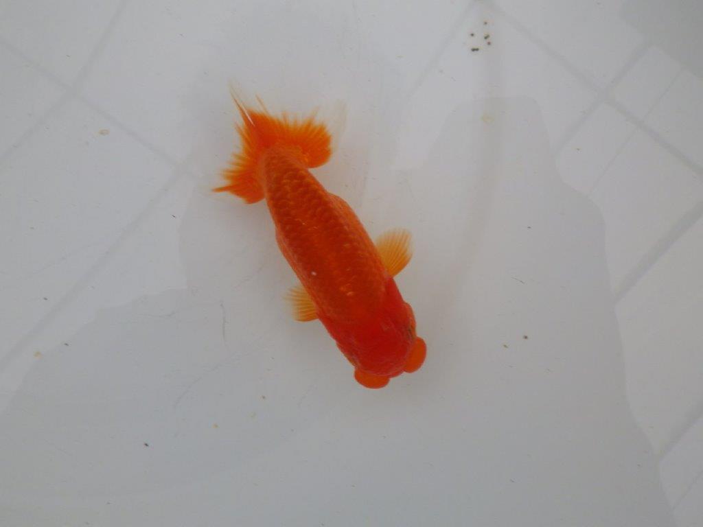 【愛知　清田　良也　氏】フンタン＆尾型が良いらんちゅう　　約11㎝ オス？