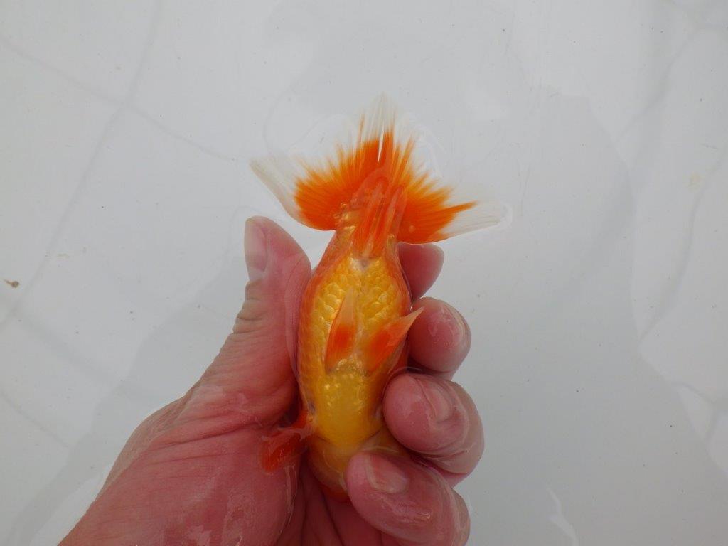 【愛知　清田　良也　氏】フンタン＆尾型が良いらんちゅう　　約11㎝ オス？