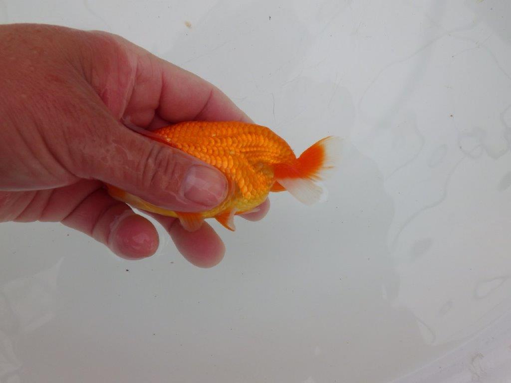 【愛知　清田　良也　氏】フンタン＆尾型が良いらんちゅう　　約11㎝ オス？