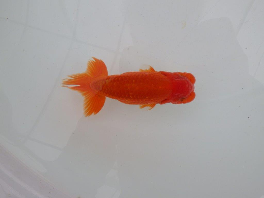 【愛知 清田 良也 氏】横見が映える更紗らんちゅう 約13㎝ オス?