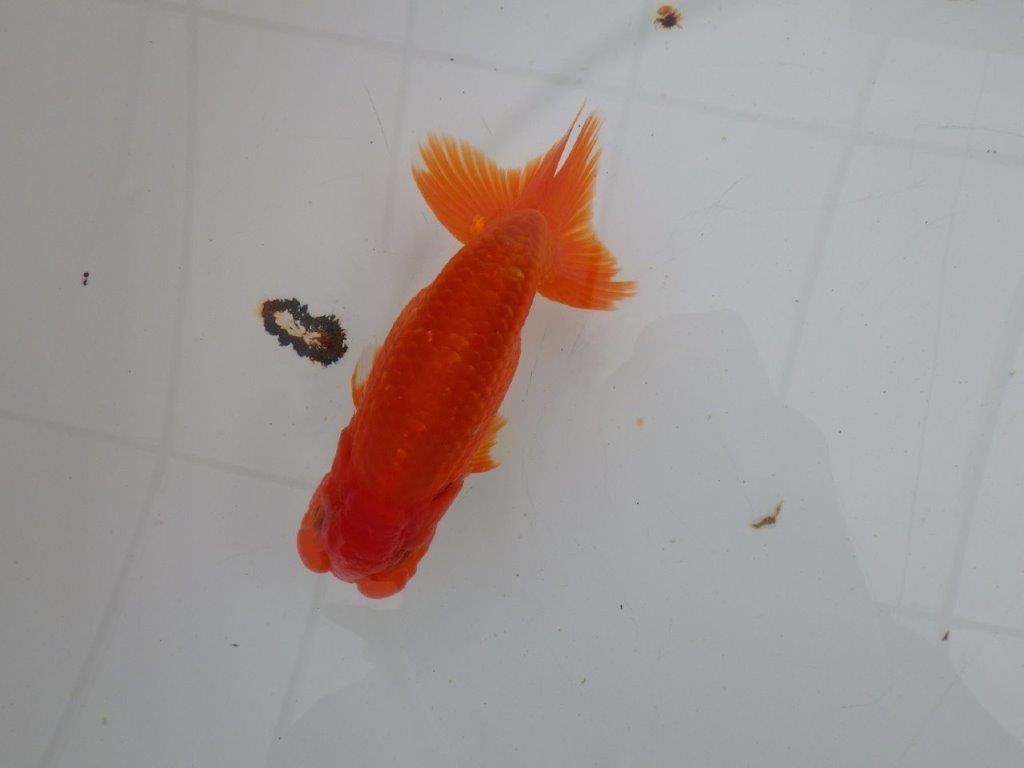 【愛知 清田 良也 氏】横見が映える更紗らんちゅう 約13㎝ オス?