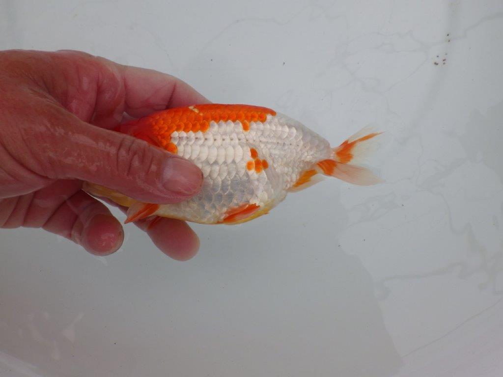 【愛知 清田 良也 氏】長手タイプの更紗らんちゅう 約14,5㎝ オス?