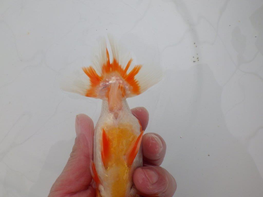 【愛知 清田 良也 氏】長手タイプの更紗らんちゅう 約14,5㎝ オス?