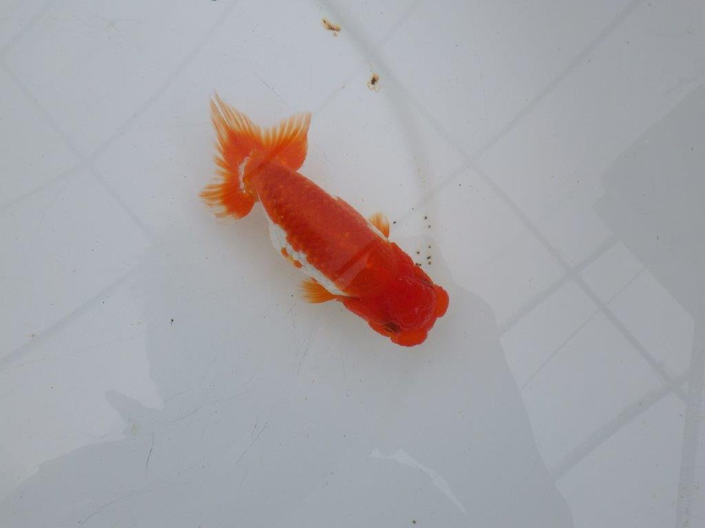 【愛知 清田 良也 氏】雰囲気が良く綺麗な更紗らんちゅう 約12㎝ オス?