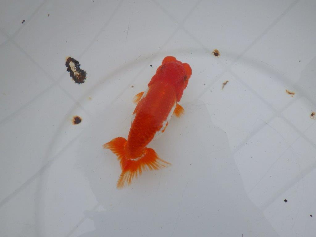 【愛知 清田 良也 氏】雰囲気が良く綺麗な更紗らんちゅう 約12㎝ オス?