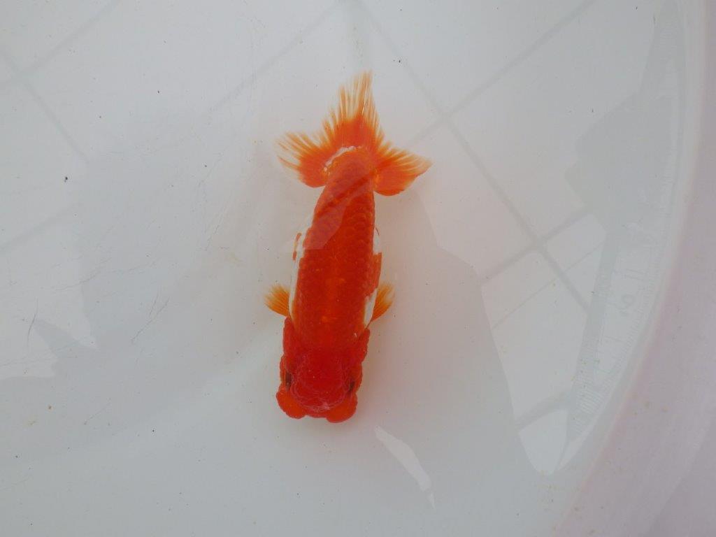 【愛知 清田 良也 氏】雰囲気が良く綺麗な更紗らんちゅう 約12㎝ オス?