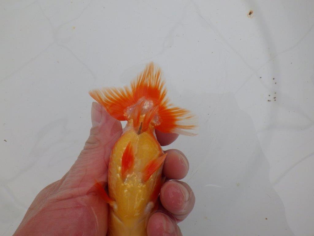 【愛知 清田 良也 氏】雰囲気が良く綺麗な更紗らんちゅう 約12㎝ オス?