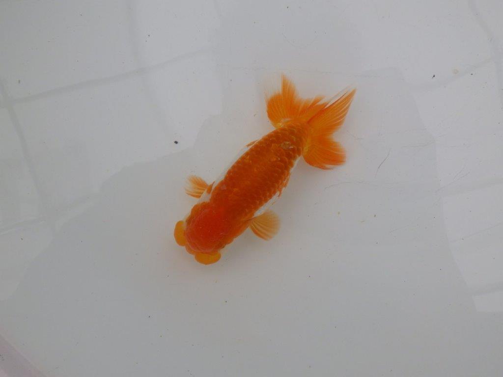 【愛知 清田 良也 氏】弐歳、親が楽しみな更紗らんちゅう 約12㎝ オス?