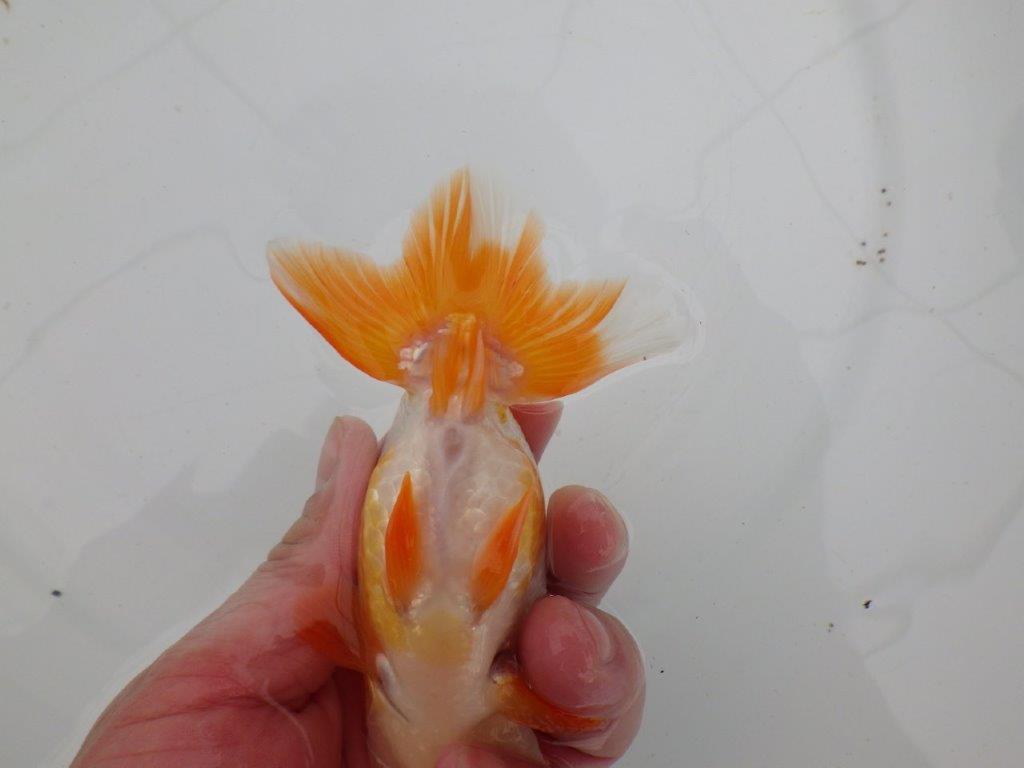 【愛知 清田 良也 氏】弐歳、親が楽しみな更紗らんちゅう 約12㎝ オス?