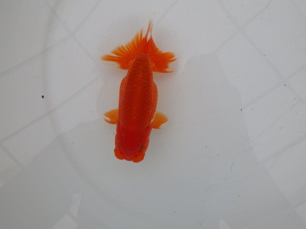 【愛知 清田 良也 氏】昔ながらのタイプをしたらんちゅう 約12㎝ オス?