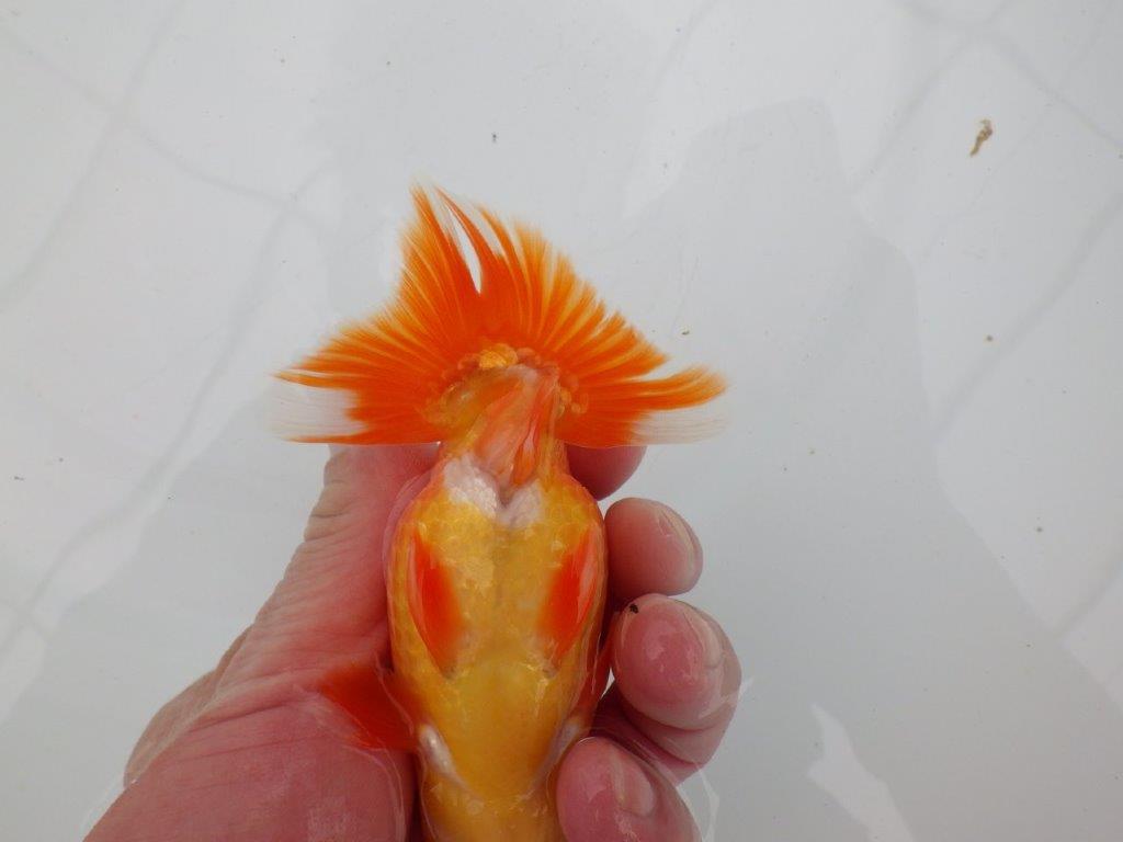 【愛知 清田 良也 氏】昔ながらのタイプをしたらんちゅう 約12㎝ オス?