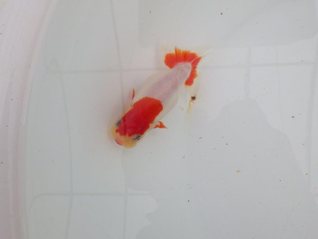 【愛知 清田 良也 氏】激レア 上物 もみじらんちゅう 約11㎝ メス?(紅葉らんちゅうです)