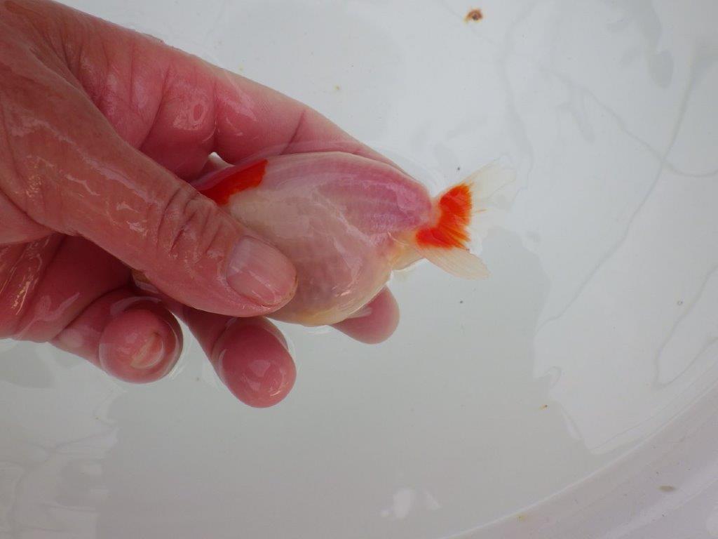 【愛知 清田 良也 氏】激レア 上物 もみじらんちゅう 約11㎝ メス?(紅葉らんちゅうです)