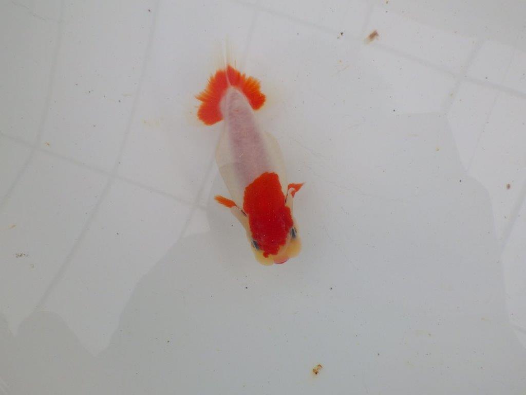 【愛知 清田 良也 氏】激レア 上物 もみじらんちゅう 約11㎝ メス?(紅葉らんちゅうです)