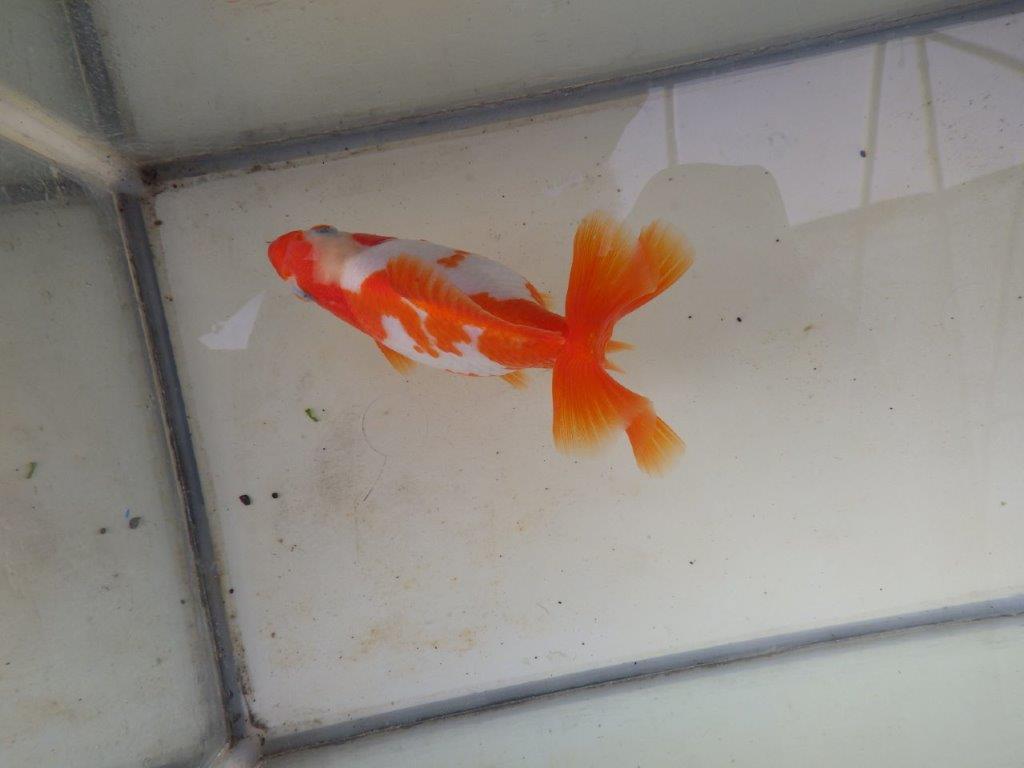 【愛知 清田 良也 氏】激レア 四ッ尾地金・ロクリン 約12,5㎝