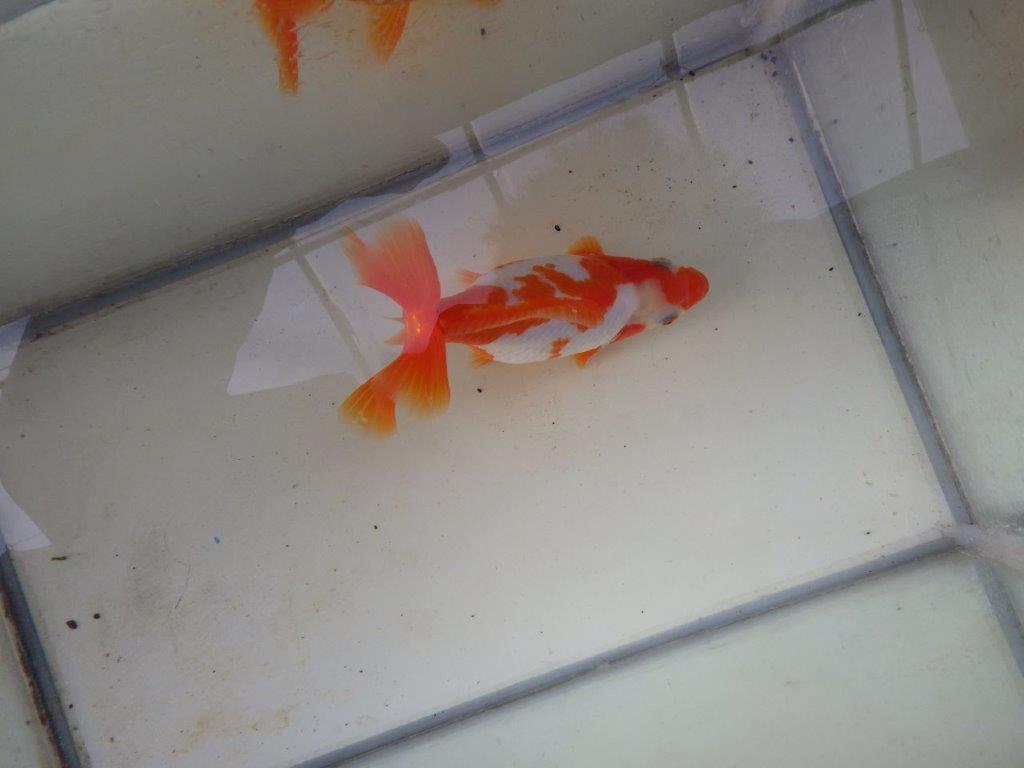 【愛知 清田 良也 氏】激レア 四ッ尾地金・ロクリン 約12,5㎝