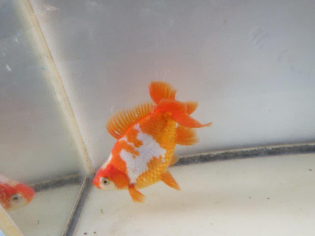 【愛知 清田 良也 氏】激レア 四ッ尾地金・ロクリン 約12,5㎝