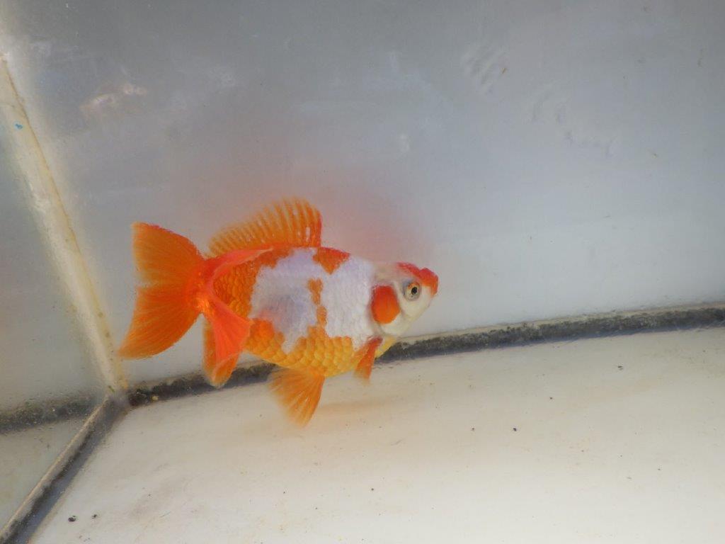 【愛知 清田 良也 氏】激レア 四ッ尾地金・ロクリン 約12,5㎝