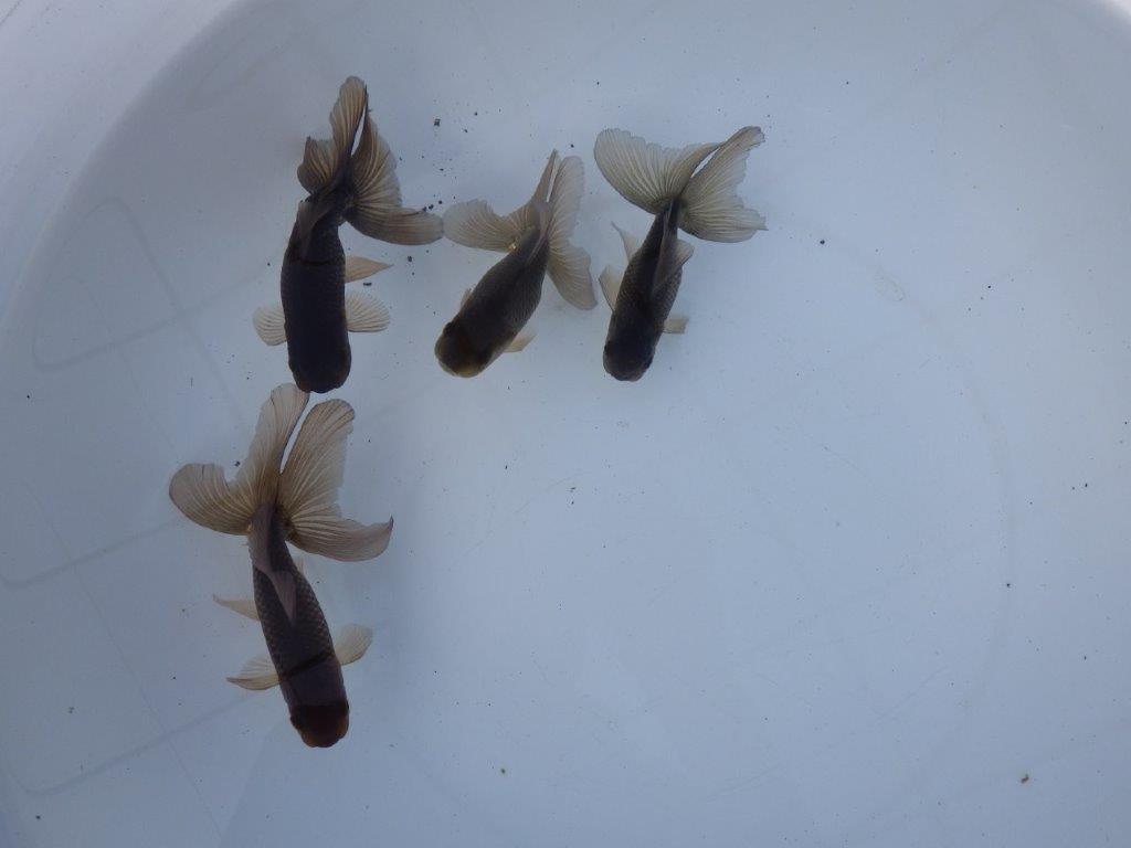 【志摩 林 万貴 氏】激アツ! ブラックドラゴン 約12㎝ ~ 限定4尾 送料別