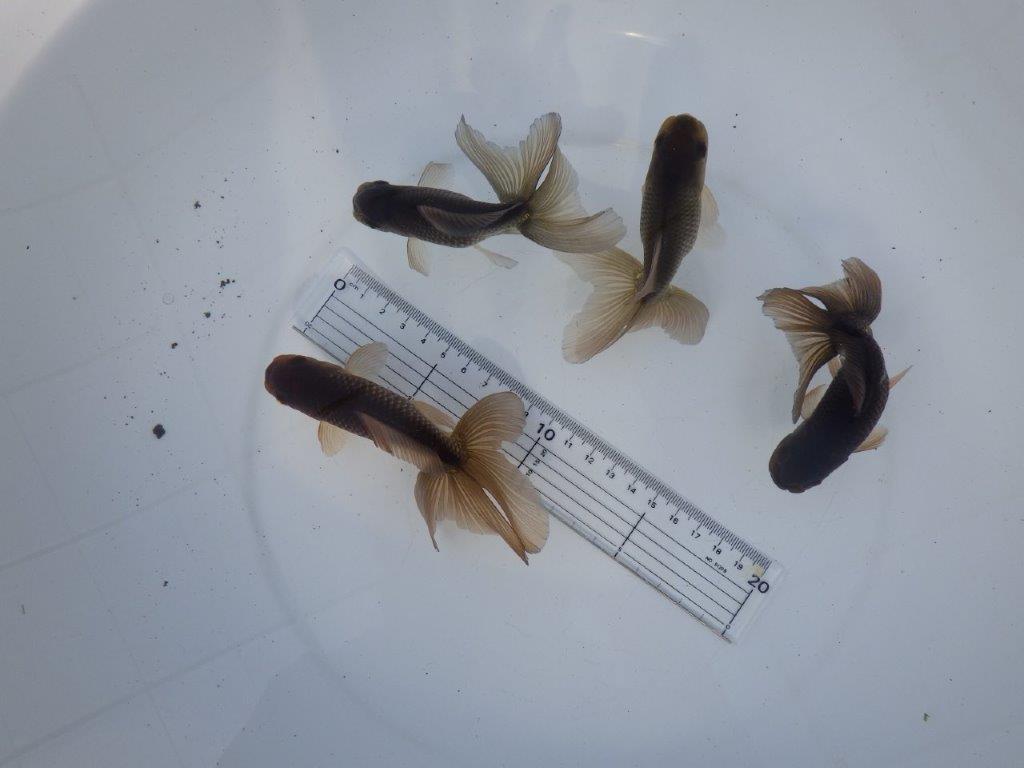 【志摩　林　万貴　氏】激アツ！　ブラックドラゴン　　約12㎝ ～　限定４尾　送料別