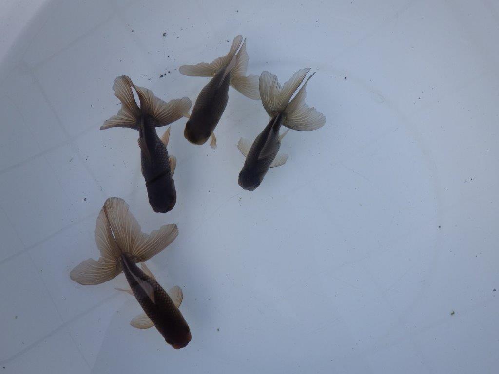 【志摩　林　万貴　氏】激アツ！　ブラックドラゴン　　約12㎝ ～　限定４尾　送料別