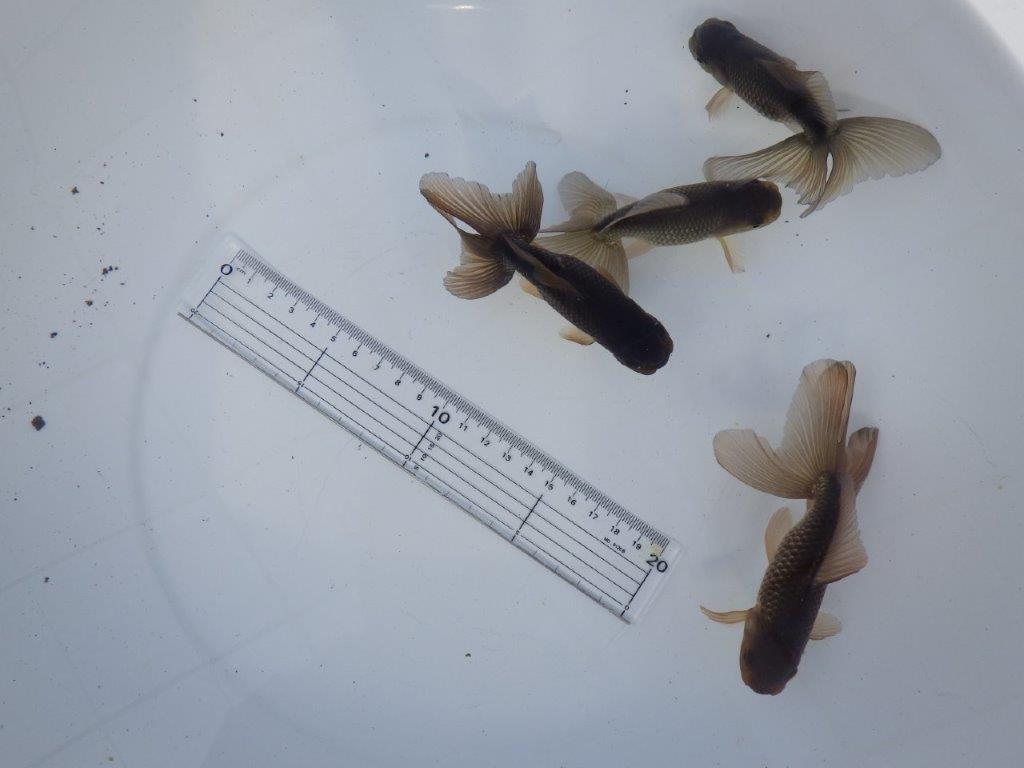 【志摩　林　万貴　氏】激アツ！　ブラックドラゴン　　約12㎝ ～　限定４尾　送料別