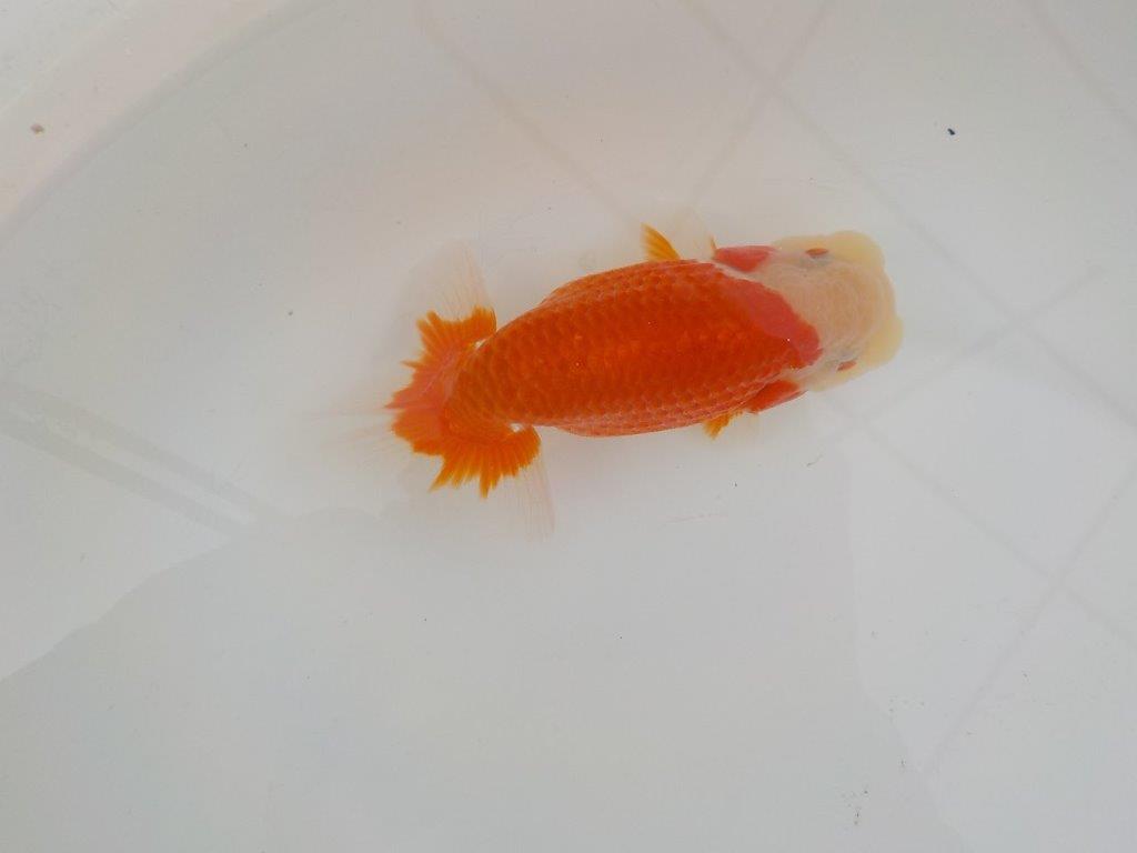 【鈴木氏】尾型、胴つくりの良いクリーム頭更紗らんちゅう　明け二歳魚　 　約14,5ｃｍ　オス？の上身