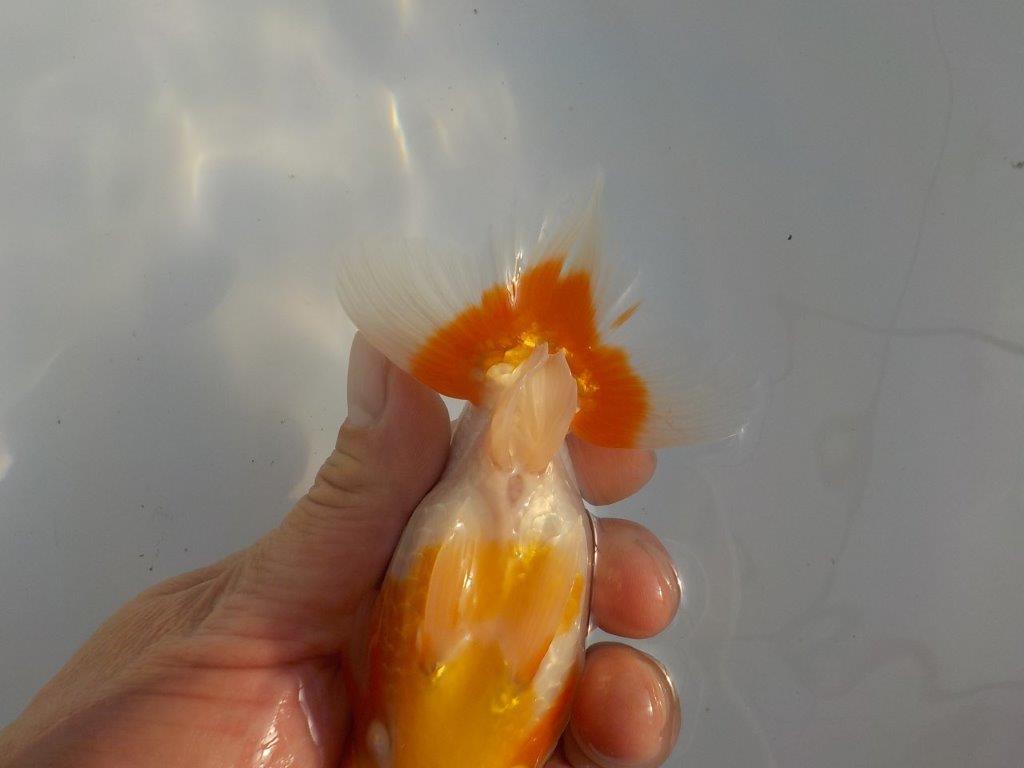 【安藤氏】尾張りが良く背、腰のラインも綺麗な更紗らんちゅう　当歳魚　 　約14,5ｃｍ　オス？