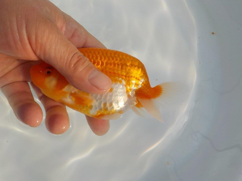 【安藤氏】雰囲気の良い赤勝ち更紗らんちゅう今後に期待　当歳魚　 　約13,5ｃｍ　オス？