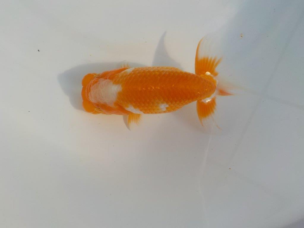 【安藤氏】尾張りが最高に良い種にもお勧め更紗らんちゅう　当歳魚　 　約13ｃｍ　オス？