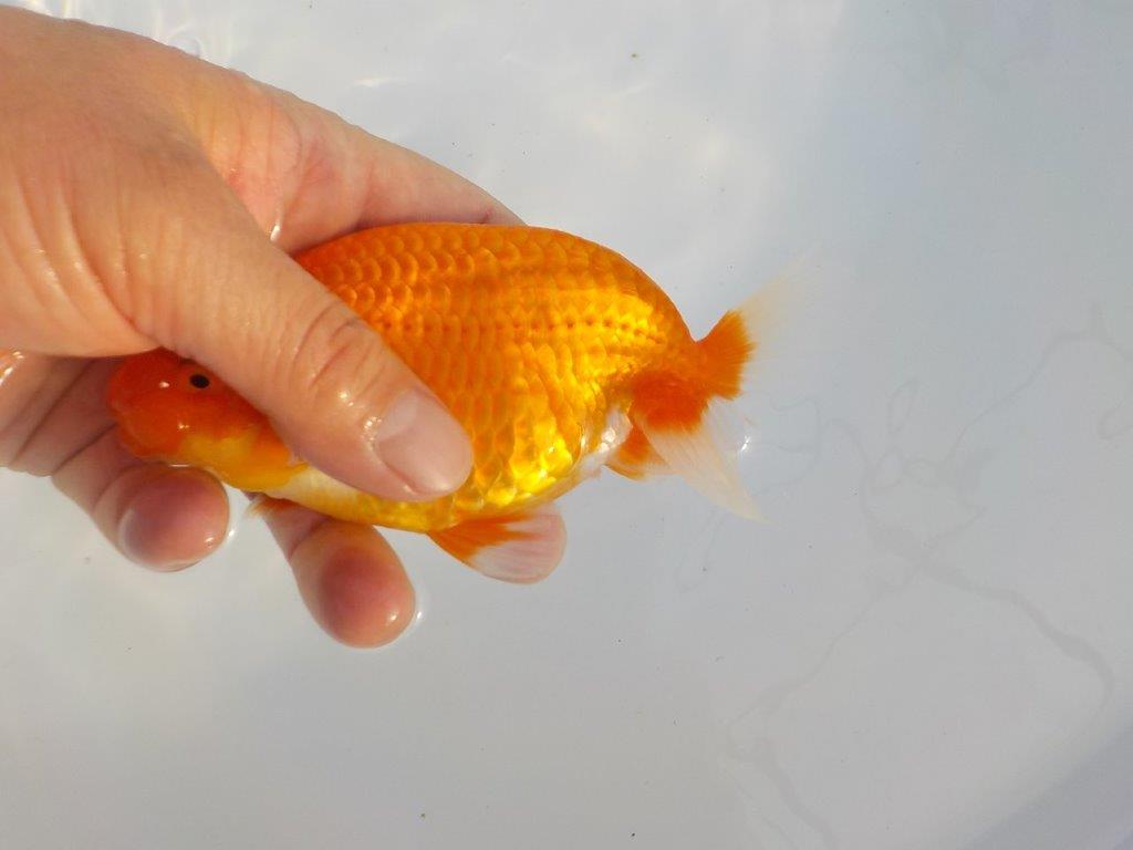 【安藤氏】フンタンの発育が良くバランスの良いらんちゅう　当歳魚　 　約14ｃｍ　メス？