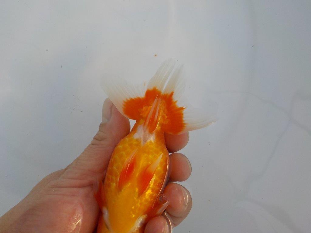 【安藤氏】フンタンの発育が良くバランスの良いらんちゅう　当歳魚　 　約14ｃｍ　メス？