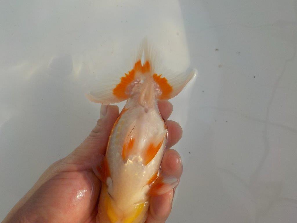 【田中氏】小豆系赤勝ち更紗らんちゅう　当歳魚　 　約15ｃｍ　オス？