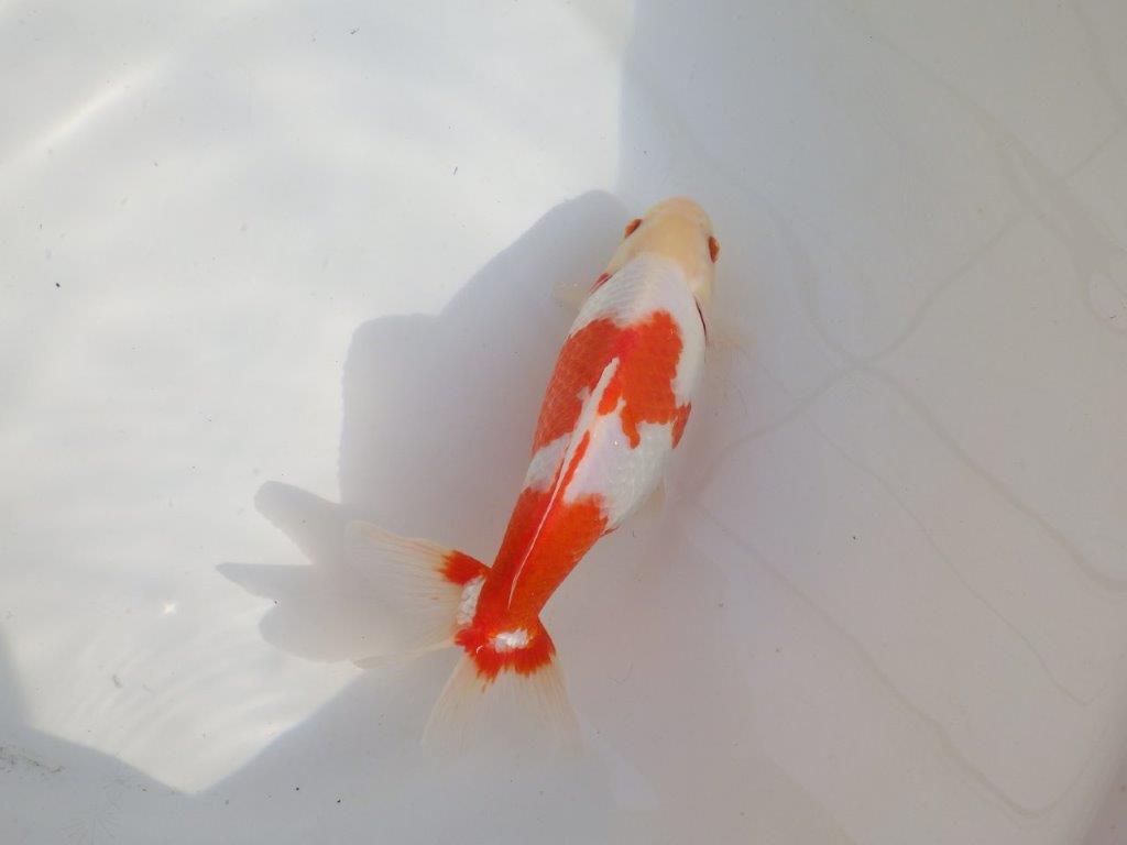 【なおちん金魚 氏】激レア 上物2歳更紗和金 B 約20㎝ メス