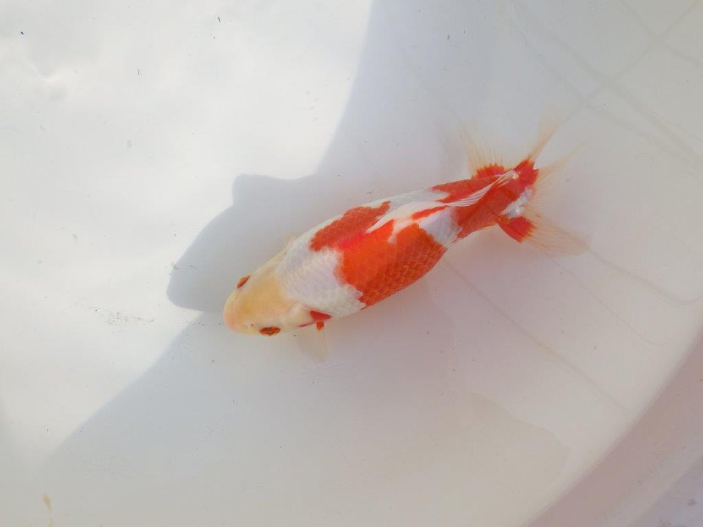 【なおちん金魚 氏】激レア 上物2歳更紗和金 B 約20㎝ メス