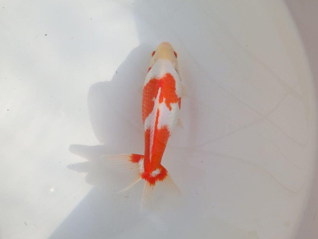 【なおちん金魚 氏】激レア 上物2歳更紗和金 B 約20㎝ メス