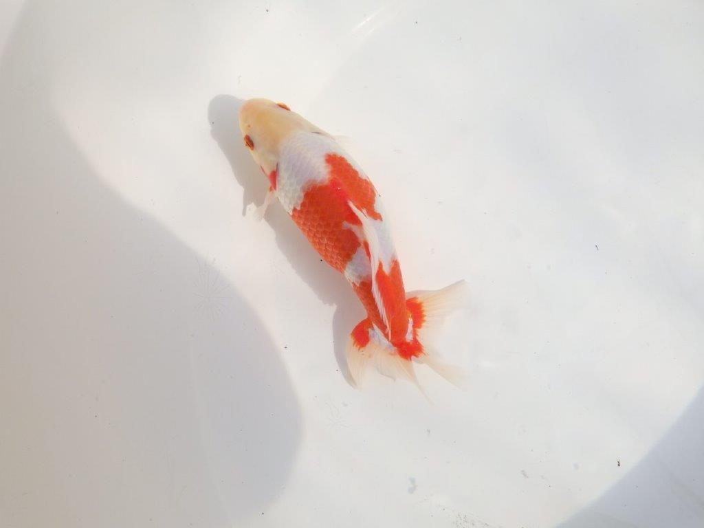 【なおちん金魚 氏】激レア 上物2歳更紗和金 B 約20㎝ メス